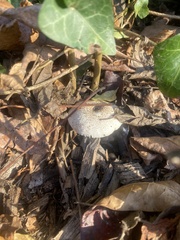 Agaricomycetes