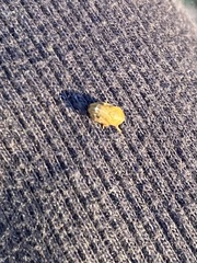 Clastoptera obtusa