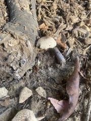 Agaricomycetes