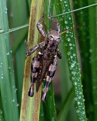 Melanoplus ponderosus