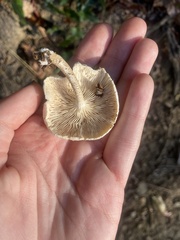 Agaricomycetes