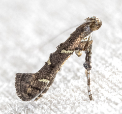 Caloptilia triadicae