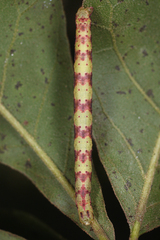 Melanolophia