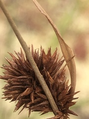 Rhynchospora cephalantha