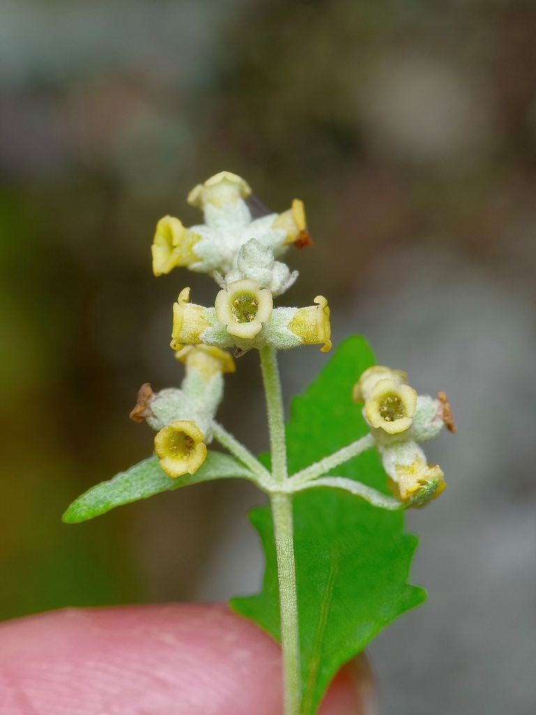 Wand butterflybush (Buddleja racemosa)