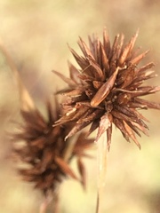 Rhynchospora cephalantha