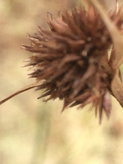 Rhynchospora cephalantha