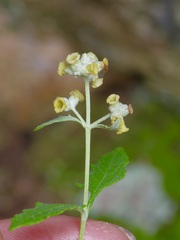 Buddleja racemosa