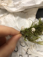 Marasmiellus candidus