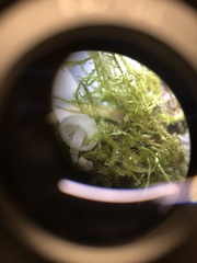 Marasmiellus candidus