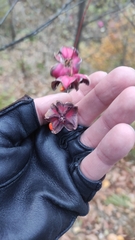Euonymus latifolius