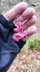 Euonymus latifolius
