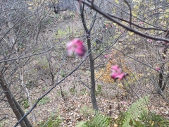 Euonymus latifolius