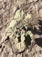 Malvella leprosa
