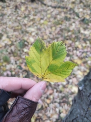 Acer pseudoplatanus