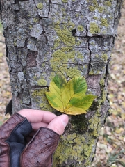 Acer pseudoplatanus