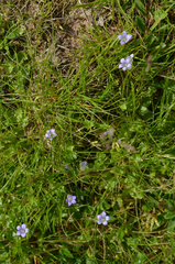 Hesperocodon hederaceus