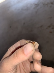 Lepidoptera