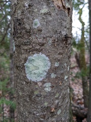 Lecanora thysanophora