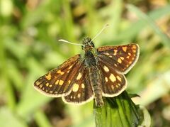 Carterocephalus palaemon