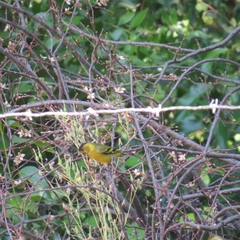 Spinus barbatus