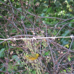 Spinus barbatus