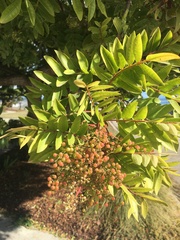 Schinus terebinthifolia