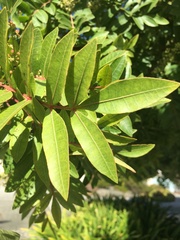 Schinus terebinthifolia