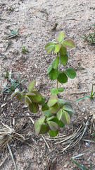 Lespedeza hirta