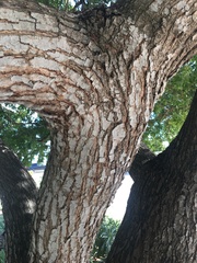 Schinus terebinthifolia