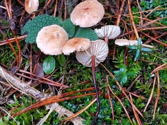 Mycetinis scorodonius