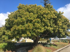 Schinus terebinthifolia