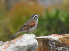 Emberiza capensis