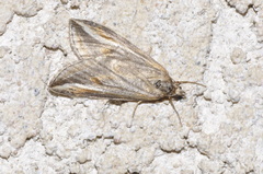 Chesias legatella