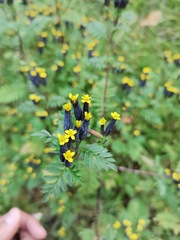 Tagetes foetidissima