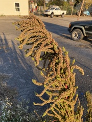 Amaranthus