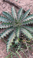 Cirsium horridulum