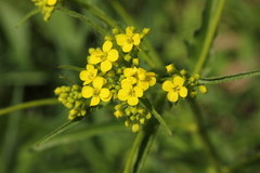 Bunias orientalis