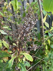 Solidago virgaurea