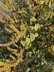 Amaranthus