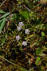 Lysimachia tenella