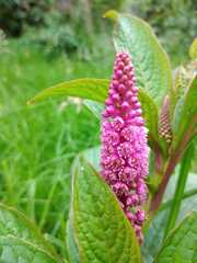 Phytolacca bogotensis