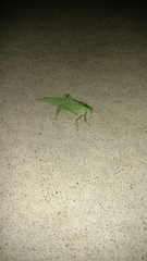 Microcentrum rhombifolium