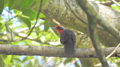 Rhodinocichla rosea