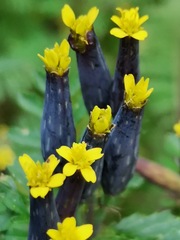 Tagetes foetidissima