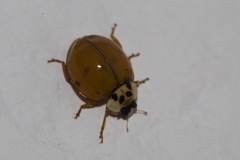 Harmonia axyridis