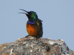 Anthobaphes violacea