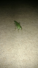 Microcentrum rhombifolium