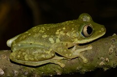 Tachycnemis seychellensis