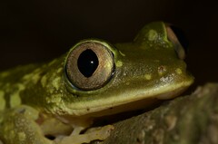 Tachycnemis seychellensis